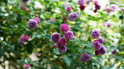The beautiful flowers blooming in the gardern in spring