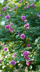 The beautiful flowers blooming in the gardern in spring