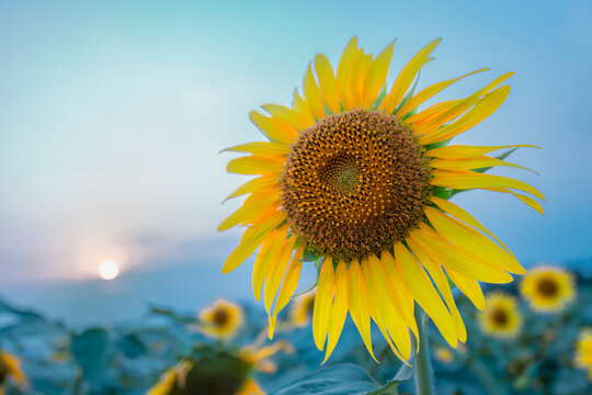 sunflower of blue sky close-up