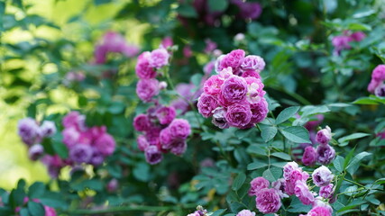 The beautiful flowers blooming in the gardern in spring