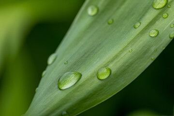 nature green leaf with drops close-up