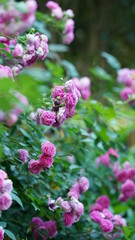Obraz premium The beautiful flowers blooming in the gardern in spring