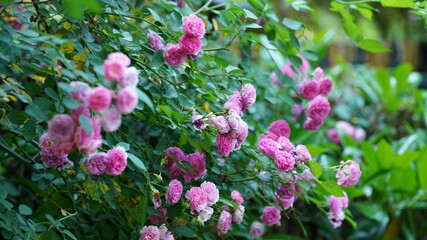 The beautiful flowers blooming in the gardern in spring