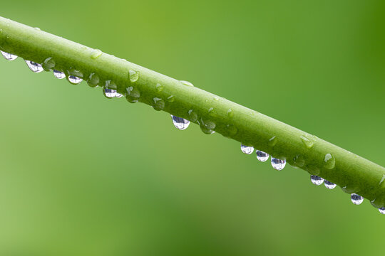 Beads of dew glittering and translucent get rid of the green plant
