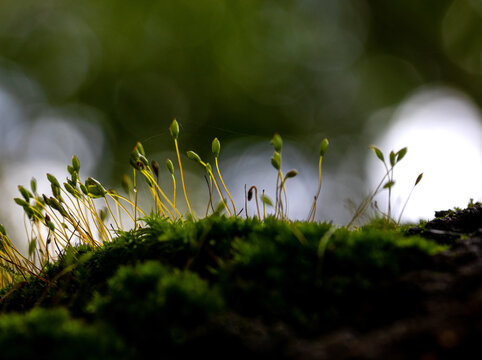 Bryophytes under weak light 
