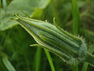 grass in the morning
