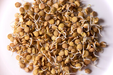 lentil seedlings top view