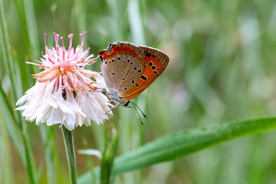 butterfly on wild flower close up