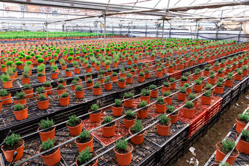 Pots with herbal aromatic thyme on farm plantation
