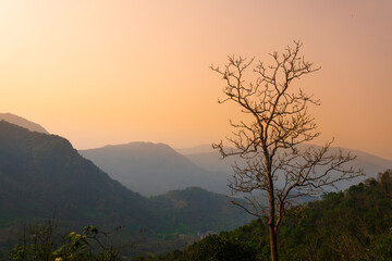nature image with tree during sunset