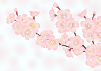 Fototapeta na wymiar 桜の花の春らしいベクター素材