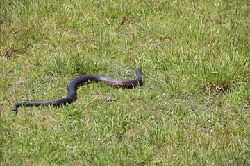 Lowlands Copperhead (Austrelaps superbus), Cranbourne Botanic Gardens, Melbourne, Australia.