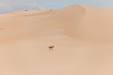 Fototapeta na wymiar dingo