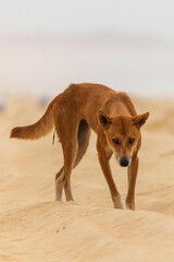 dingo