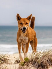 dingo