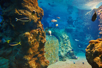 Fototapeta na wymiar Colorful fishes in the deep under water, sea fish in zoo aquarium, close up
