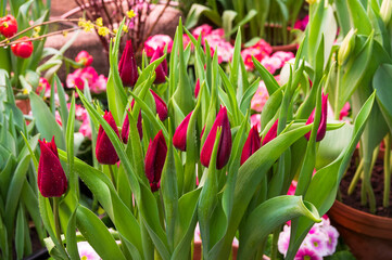 Bright burgundy tulips.
