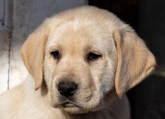 Naklejka na ściany i meble An adorable Labrador Retriever puppy