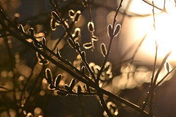 blooming willow against the backdrop of sunset