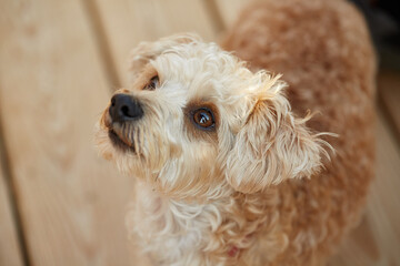 Cavapoo Dog looking up at Owner