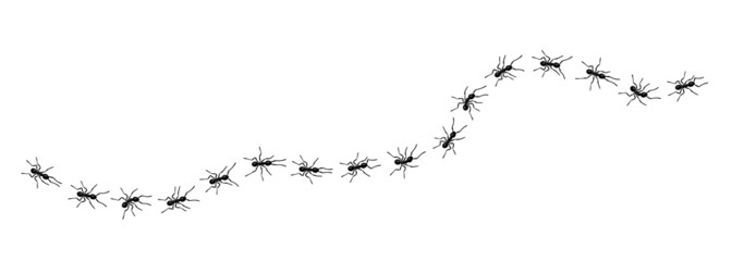 Naklejka premium Worker ants trail line flat style design vector illustration isolated on white background. Top view of ants bug road trail marching in the line row. Pest control or insect searching concept.