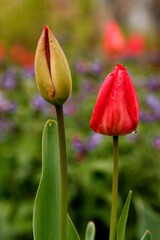 Naklejka premium Red tulip flowers growing in summer garden after rain