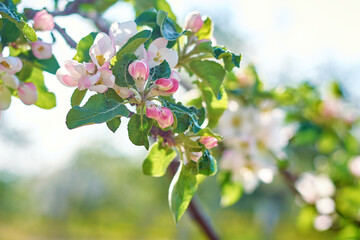 Blooming plant against blue sky in the summer day. Spring background