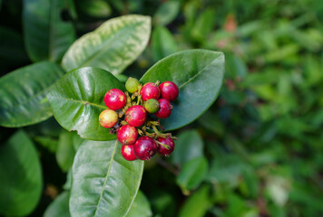 Close up seeds of Ixora flower in garden,Thailand