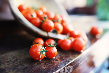 Ecological fresh farm cherry tomatoes on a wooden background.