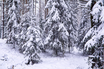 The forest is covered with snow. Frost and snowfall in the park. Winter snowy frosty landscape.