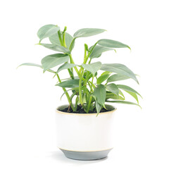 観葉植物、フィロデンドロン・シルバーメタルの鉢植え【白背景】