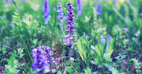 Fototapeta premium Plants and flowers macro. Detail of petals and leaves at sunset. Natural nature background.