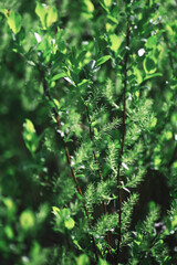 Spring nature background. Forest landscape. Green trees and grass on a spring morning.