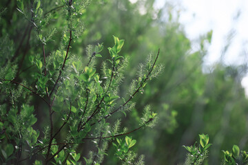 Fototapeta premium Spring nature background. Forest landscape. Green trees and grass on a spring morning.