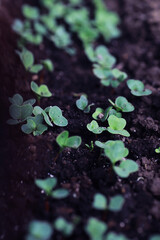 Young sprouts of seedlings in the vegetable garden. Greenery in a greenhouse. Fresh herbs in the spring on the beds.