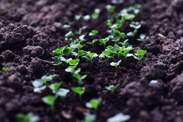 Young sprouts of seedlings in the vegetable garden. Greenery in a greenhouse. Fresh herbs in the spring on the beds.