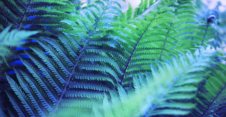 Plants and flowers macro. Detail of petals and leaves at sunset. Natural nature background.