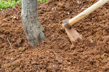 With the arrival of spring, to ventilate the bottom of the fruit trees by hoeing. Gardening work in the spring. Spring, agriculture, gardening concept.