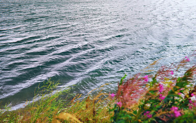 Plants and flowers macro. Detail of petals and leaves at sunset. Natural nature background.