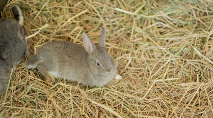 rabbit, bunny pet with blur background, animals
