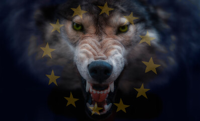European union flag projected onto the muzzle of a wolf - 489796290