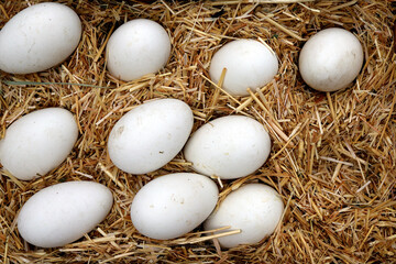 Big fresh goose eggs in a nest of hay. Selective focus