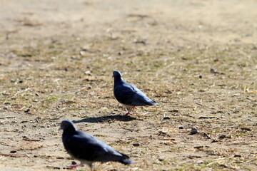 公園のハト