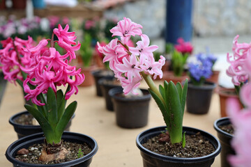 pink and purple hyacinths, traditional easter flowers