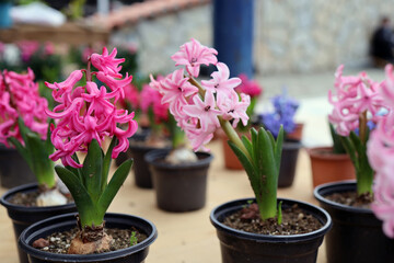 Naklejka na ściany i meble pink and purple hyacinths, traditional easter flowers