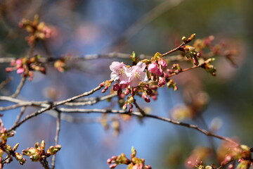 河津桜