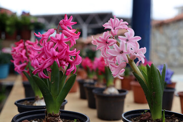 pink and purple hyacinths, traditional easter flowers