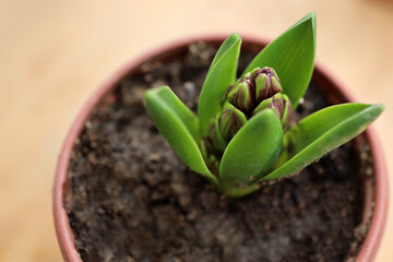 Common hyacinth pink flower buds - Latin name - Hyacinthus orientalis