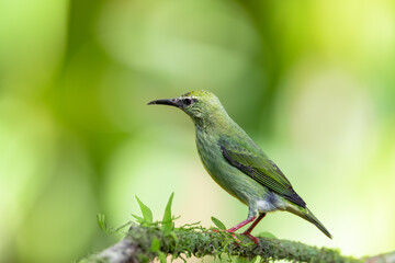Female of bird Red-legged honeycreeper (Cyanerpes cyaneus), La Fortuna, Volcano Arenal, Wildlife and birdwatching in Costa Rica.