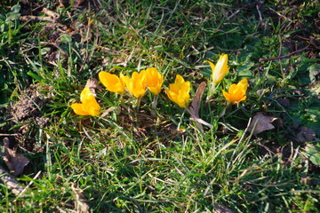 Krokus gelb